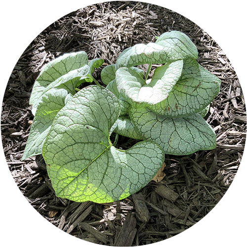 Brunnera perennial plant.